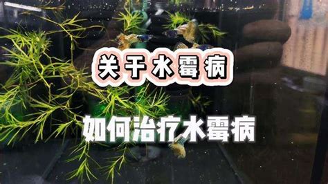 身上有白毛